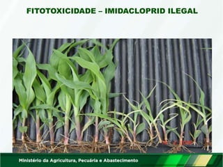 FITOTOXICIDADE – IMIDACLOPRID ILEGAL
 
