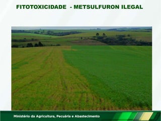 FITOTOXICIDADE - METSULFURON ILEGAL
 