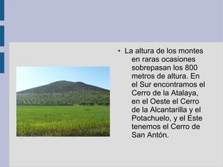 ● La altura de los montes
en raras ocasiones
sobrepasan los 800
metros de altura. En
el Sur encontramos el
Cerro de la Atalaya,
en el Oeste el Cerro
de la Alcantarilla y el
Potachuelo, y el Este
tenemos el Cerro de
San Antón.
 