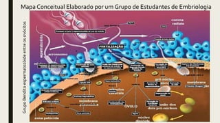 Mapa Conceitual Elaborado por um Grupo de Estudantes de Embriologia
GrupoBenditoespermatozóideentreosovócitos
 