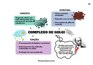 COMPLEXO DE GOLGI
CONCEITO
Organela celular que
está relacionada com o
processo de secreção de
substâncias
ESTRUTURA
Várias vesículas
achatadas
Dispostas uma na outra
Uma espécie de pilha de
vesículas
FUNÇÕES
Processamento de lipídeos e proteínas
Endereçamento de moléculas
sintetizadas na célula
Produção de macromoléculas
Recebeu esse nome
por conta do primeiro
pesquisador que
descreveu essa
estrutura, no século
XIX, Camillo Golgi
32
@mapeandoaprovacoes
 