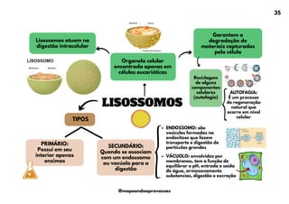 TIPOS
LISOSSOMOS
VÁCUOLO: envolvidas por
membranas, tem a função de
equilibrar o pH, entrada e saída
de água, armazenamento
substancias, digestão e excreção
Lisossomos atuam na
digestão intracelular
Organela celular
encontrada apenas em
células eucarióticas
Garantem a
degradação de
materiais capturados
pela célula
SECUNDÁRIO:
Quando se associam
com um endossomo
ou vacúolo para a
digestão
ENDOSSOMO: são
vesículas formadas na
endocitose que fazem
transporte e digestão de
partículas grandes
Reciclagem
de alguns
componentes
celulares
(autofagia)
AUTOFAGIA:
É um processo
de regeneração
natural que
ocorre em nível
celular
PRIMÁRIO:
Possui em seu
interior apenas
enzimas
TIPOS
35
@mapeandoaprovacoes
 