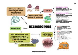 RIBOSSOMOS
ESTRUTURA
Duas subunidades, uma
maior e outra menor,
constituída por 4 tipos de
RNAr e 80 tipos de
proteínas
Estruturas celulares
presentes em células
eucariontes e
procariontes
Responsável pela
síntese de proteínas
TIPOS
O RNA ribossômico faz a
catalização de síntese proteica
Apresentam 3
sítios de ligação
para o RNAt
Sítio P: a molécula de RNAt
está ligada à cadeia
polipeptídica que está sendo
formada;
Sítio A: se encontra o RNAt que
carrega o próximo aminoácido
a ser adicionado na cadeia
polipeptídica;
Sítio E: após deixar o
aminoácido que será
adicionado na cadeia, é nesse
local que o RNAt deixa o
ribossomo.
RNA transportador,
responsável pelo
transporte dos
aminoácidos que irão
formar a proteína, do
citoplasma para os
ribossomos
RIBOSSOMOS LIVRES:
dispersos no citosol, e as
proteínas produzidas por eles
atuarão dentro do citosol
RIBOSSOMOS LIGADOS: estão
presos ao retículo
endoplasmático e ao envelope
nuclear, suas proteínas
poderão ser inseridas em
membranas para serem
utilizadas por alguma
organela ou então secretadas
para o exterior da célula
36
@mapeandoaprovacoes
 