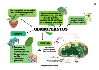CLOROPLASTOS
Uma matriz mais
ou menos
homogênea
Estruturas em formato
de saco achatado
São organelas encontradas
em células de vegetais e
algas
Apresentam clorofila, um
pigmento de cor verde que
atua garantindo a
absorção da energia
luminosa para a realização
do processo de fotossíntese
Os cloroplastos
ocorrem somente
em células vegetais
FUNÇÃO
ESTRUTURA
Processo de
fotossíntese
Armazenamento
temporário de
amido
Síntese de
proteínas
Apresentam
envoltórios com
duas membranas
Grano
37
@mapeandoaprovacoes
 
