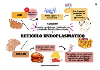 Organela membranosa relacionada com
a produção de moléculas orgânicas
RETÍCULO ENDOPLASMÁTICO
LISO Estão ligados a
membrana
Participa da
produção de
lipídios
(gordura)
RUGOSO
São associados aos
ribossomos
Conectado com o núcleo da
célula, torna a síntese de
proteínas mais eficiente
(transcrição do DNA)
CONCEITO
Não possui
ribossomos
38
@mapeandoaprovacoes
 