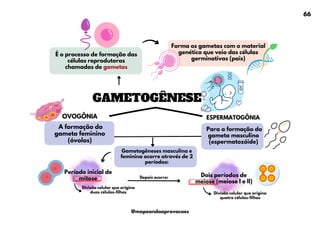 Para a formação do
gameta masculino
(espermatozóide)
Período inicial de
mitose
Dois períodos de
meiose (meiose I e II)
GAMETOGÊNESE
Forma os gametas com o material
genético que veio das células
germinativas (pais)
É o processo de formação das
células reprodutoras
chamadas de gametas
A formação do
gameta feminino
(óvolos)
ESPERMATOGÔNIA
OVOGÔNIA
66
Gametogêneses masculina e
feminina ocorre através de 2
períodos:
Divisão celular que origina
duas células-filhas Divisão celular que origina
quatro células-filhas
Depois ocorre:
@mapeandoaprovacoes
 