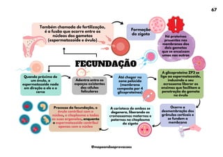 Quando próximo de
um óvulo, o
espermatozoide nada
em direção a ele e o
cerca
Até chegar na
zona pelúcida
(membrana
composta por 4
glicoproteínas)
FECUNDAÇÃO
Também chamada de fertilização,
é a fusão que ocorre entre os
núcleos dos gametas
(espermatozoide e óvulo)
A carioteca de ambos se
degenera, liberando os
cromossomos maternos e
paternos no citoplasma
do zigoto
Adentra entre os
espaços existentes
das células
foliculares
Formação
do zigoto
Há proteínas
presentes nas
membranas dos
dois gametas
que se encaixam
umas nas outras
Processo da fecundação, o
óvulo contribui com o
núcleo, o citoplasma e todas
as suas organelas, enquanto
o espermatozoide contribui
apenas com o núcleo
A glicoproteína ZP3 se
liga ao espermatozoide,
induzindo o seu
acrossoma liberar as
enzimas que facilitam a
penetração do gameta
no óvulo
Ocorre a
desmembração dos
grânulos corticais e
se fundem a
membrana
67
@mapeandoaprovacoes
 