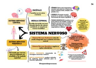 MEDULA ESPINHAL
Sistema Nervoso Somático: regula as
ações voluntárias
SISTEMA NERVOSO
SISTEMA NERVOSO
PERIFÉRICO
Sistema de
comunicação que
capta as
mensagens e os
estímulos do
ambiente para
interpretá-los
SISTEMA NERVOSO
CENTRAL
Formado por nervos
que se originam no
encéfalo e na medula
espinhal
NERVOS CRANIANOS: transmissão de
mensagens sensoriais e motoras
ENCÉFALO
Localiza-se na caixa
craniana
CÉREBRO: Parte mais importante, a
camada mais externa se chama de
córtex cerebral (visão, audição, tato,
paladar etc.)
CEREBELO: Presente na parte
posterior no cérebro, coordena os
movimentos do corpo e equilíbrio
TRONCO ENCEFÁLICO: Localiza-se na
parte inferior do encéfalo, conduz os
impulsos nervosos para a medula.
Produz estímulos nervosos como
batimentos cardíacos, movimentos
respiratórios e reflexos
Cordão de tecido nervoso
situado dentro da coluna
vertebral, se conecta ao
tronco encefálico
NERVOS RAQUIDIANOS: recebem estímulos
do ambiente, levam estímulos para os
músculos e glândulas
Sistema Nervoso Autônomo: atua de
modo integrado com o sistema nervoso
central
Sistema nervoso
simpático (que estimula
o funcionamento dos
órgãos)
Sistema nervoso
parassimpático (inibe o
funcionamento dos
órgãos)
O sistema nervoso simpático dilata a
pupila e aumenta a frequência
cardíaca. O parassimpático, por sua
vez, contrai a pupila e diminui os
batimentos cardíacos.
74
@mapeandoaprovacoes
 