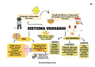 A Unidade básica
de filtragem do
sangue é chamada
néfron
VIAS URINÁRIAS
RINS
SISTEMA URINÁRIO
Função de filtrar as "impurezas"
do sangue que circulam no corpo
humano
Produção e eliminação
da urina
Órgão
muscular
elástico,
armazena
urina para
liberação
Órgãos que se
situam na parte
posterior da
cavidade
abdominal, um em
cada lado da
coluna vertebral
URINA: água e resíduos,
como a ureia, ácido
úrico e amônia
Unidade funcional
básica do rim,
responsável pela
formação da urina
Tubos de 20 cm de
comprimento cada,
que conduzem a
urina dos rins para
a bexiga
1.BEXIGA
2.URETERES
Tubo
muscular,
que conduz
a urina da
bexiga
para fora
do corpo
3.URETRA
2
1
3
76
@mapeandoaprovacoes
 