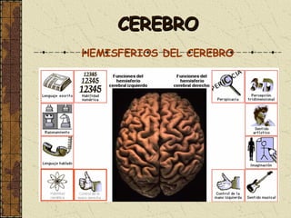 CEREBRO HEMISFERIOS DEL CEREBRO 