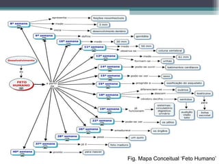 Fig. Mapa Conceitual ‘Feto Humano’ 
