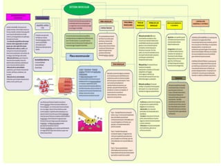 Mapas conceptuales educacion fisica