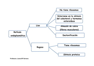 No tiene ribosomas
Interviene en la síntesis
del colesterol y hormonas
esteroideas
Liso Almacén de calcio
(fibras musculares)
Retículo
endoplasmático Destoxificación
Tiene ribosomas
Rugoso
Síntesis proteica
Profesora: Juana Mª Serrano