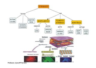 Profesora: Juana Mª Serrano