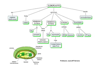 Profesora: Juana Mª Serrano