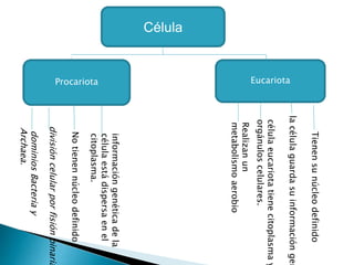 Célula
Procariota Eucariota
Tienensunúcleodefinido
lacélulaguardasuinformacióngen
célulaeucariotatienecitoplasmay
orgánuloscelulares.
Realizanun
metabolismoaerobio
Notienennúcleodefinido
informacióngenéticadela
célulaestádispersaenel
citoplasma.
divisióncelularporfisiónbinaria
dominiosBacteriay
Archaea.
 