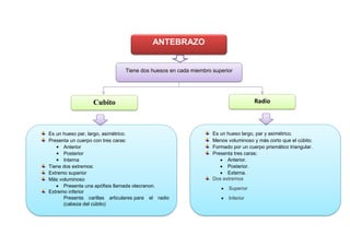 ANTEBRAZO
Tiene dos huesos en cada miembro superior
Es un hueso par, largo, asimétrico.
Presenta un cuerpo con tres caras:
• Anterior
• Posterior
• Interna
Tiene dos extremos:
Extremo superior
Más voluminoso
 Presenta una apófisis llamada olecranon.
Extremo inferior
Presenta carillas articulares para el radio
(cabeza del cúbito)
Es un hueso largo, par y asimétrico.
Menos voluminoso y más corto que el cúbito.
Formado por un cuerpo prismático triangular.
Presenta tres caras:
 Anterior.
 Posterior.
 Externa.
Dos extremos
 Superior
 Inferior
RadioCubito
 