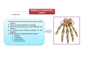 MUÑECA O HUESOS DEL
CARPO
Este es un macizo de 8 huesos en cada miembro
superior.
Todos son pares asimétricos y cuboides.
Sirven como conjunto para unir el antebrazo con
la mano.
Los huesos que lo forman se dividen en dos
regiones
Se encuentran de fuera adentro los huesos:
 Trapecio
 Trapezoide
 Hueso grande
 Hueso ganchoso
Características
 