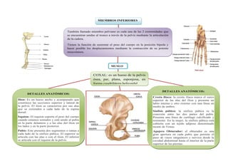 MIEMBROS INFERIORES
También llamado miembro pelviano es cada una de las 2 extremidades que
se encuentran unidas al tronco a través de la pelvis mediante la articulación
de la cadera.
Tienen la función de sustentar el peso del cuerpo en la posición bípeda y
hacer posible los desplazamientos mediante la contracción de su potente
musculatura.
MUSLO
COXAL: es un hueso de la pelvis
ósea, par, plana, esponjosa, en
forma cuadrilátera helicoidal.
DETALLES ANATÓMICOS:
Ilion: Es un hueso ancho y acampanado que
constituye las secciones superior y lateral de
la pelvis. El ilion se caracteriza por sus alas
que se extienden a cada lado de la espina
dorsal.
Isquion: El isquion soporta el peso del cuerpo
cuando estamos sentados y está unido al pubis
en la parte delantera y a las alas del ilion en
los lados y en la parte posterior.
Pubis: Este presenta dos segmentos o ramas a
cada lado de la sínfisis púbica: El superior se
articula con las alas o con el ilion. El inferior
se articula con el isquion de la pelvis.
DETALLES ANATÓMICOS:
Cresta ilíaca: la cresta ilíaca marca el surco
superior de las alas del ilion y presenta un
labio interno y otro externo con una línea en
medio de ambos.
Sínfisis púbica: la sínfisis púbica es la
conexión entre las dos partes del pubis.
Presenta una línea de cartílago calcificado y
resistente. En la mujer, la sínfisis púbica está
cubierta con un tejido adiposo denominado
monte de Venus.
Agujero Obturador: el obturador es una
gran apertura en cada pubis que permite el
paso de vasos sanguíneos y nervios desde la
cavidad abdominal hasta el interior de la parte
superior de las piernas.
 