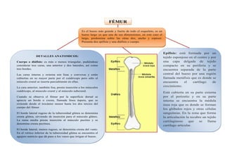 FÉMUR
Es el hueso más grande y fuerte de todo el esqueleto, es un
hueso largo ya que una de sus dimensiones, en este caso el
largo, predomina sobre las otras dos, ancho y espesor.
Presenta dos epífisis y una diáfisis o cuerpo.
DETALLES ANATOMICOS:
Cuerpo o diáfisis: es más o menos triangular, pudiéndose
considerar tres caras, una anterior y dos laterales, así como
tres bordes.
Las caras interna y externa son lisas y convexas y están
cubiertas en su mayor parte por el cuádriceps pero sólo el
músculo crural se inserta parcialmente en ellas.
La cara anterior, también lisa, presta inserción a los músculos
cuádriceps, al musculo crural y al músculo subcrural.
Cuando se observa el fémur por la superficie dorsal se
aprecia un borde o cresta, llamada línea áspera, que se
extiende desde el trocánter menor hasta los dos tercios del
cuerpo del fémur.
El borde lateral rugoso de la tuberosidad glútea se denomina
cresta glútea, sirviendo de inserción para el músculo glúteo.
La rama media presta inserción al músculo pectino y se
denomina cresta pectínea.
El borde lateral, menos rugoso, se denomina cresta del vasto.
En el vértice inferior de la tuberosidad glútea se encuentra el
agujero nutricio que dá paso a los vasos que irrigan el hueso.
Epífisis: está formada por un
tejido esponjoso en el centro y por
una capa delgada de tejido
compacto en su periferia y se
encuentra separada de la parte
central del hueso por una región
llamada metáfisis que es donde se
encuentra el cartílago de
crecimiento.
Está cubierta en su parte externa
por el periostio y en su parte
interna se encuentra la médula
ósea roja que es donde se forman
los glóbulos rojos y otras células
sanguíneas. En la zona que forma
la articulación la recubre un tejido
cartilaginoso que se llama
cartílago articular.
 