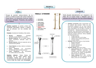 PIERNA
TIBIA PERONÉ
Ocupa la porción antero-interna de la
pierna y recibe el peso del cuerpo desde el
hueso fémur y lo transmite al pie por medio
del hueso astrágalo. Presenta, dos epífisis
y una diáfisis.
Está situado lateralmente con respecto a la
tibia. Es un hueso largo y delgado que se
articula con la tibia por sus dos extremidades.
Epífisis superior: es ancha y tiene dos
cavidades glenoideas interna y externa
que se articulan con los cóndilos del
fémur.
Cuerpo: Consta de 3 bordes y tres caras:
 Borde Anterior: también
llamado cresta anterior de la tibia.
 Borde Externo: En su parte inferior
tiene superficie articular para el
peroné.
 Borde Interno: tiene la inserción de la
aponeurosis palmar.
 Cara Interna: es lisa, está en contacto
con la piel.
 Cara Externa: se encuentra
el tubérculo para el tibial anterior.
 Cara Posterior : se encuentra
la cresta oblicua de la tibia.
Epífisis inferior: Tiene forma de
pirámide, en su parte inferior tiene
el maléolo medial que es la parte
ensanchada que también se puede palpar
y es el sitio de unión con el astrágalo.
Entre la tibia y el peroné esta
la membrana interósea.
 Epífisis proximal: está compuesta por
la cabeza del peroné. Ésta es una
estructura esférica. En su cara interna
hay una superficie articular que servirá
para articularse con la tibia y formar la
articulación tibioperoneoproximal. Se
insertan dos estructuras importantes: el
ligamento lateral externo de la rodilla y el
músculo bíceps femoral. Otros detalles
de importancia son:
 Cuello peroné
 Carilla articular con la tibia
 Vértice de la cabeza del peroné
 Cresta medial.
 Diáfisis: tiene tres caras y tres bordes.
 Borde interóseo
 Orificio nutricio
 Cuerpo del peroné
 Borde anterior
 Epífisis distal: tiene dos caras:
 Cara externa: hay un relieve óseo
llamado maléolo peroneo. El
maléolo tiene una serie de líneas
que sirven de origen al ligamento
lateral externo del tobillo.
 Cara interna: tiene dos carillas
articulares. En una articula con la
tibia y otra con el astrágalo.
 