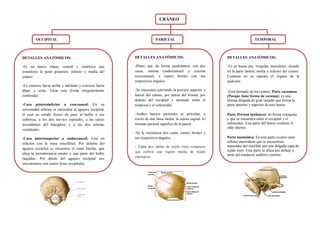 CRÁNEO
TEMPORAL
DETALLES ANATÓMICOS:
-Es un hueso impar, central y simétrico que
constituye la parte posterior, inferior y media del
cráneo.
-Es cóncavo hacia arriba y adelante y convexo hacia
abajo y atrás. Tiene una forma irregularmente
romboidal.
-Cara pósteroinferior o exocraneal: En su
extremidad inferior se encuentra el agujero occipital,
el cual en estado fresco da paso al bulbo y sus
cubiertas, a los dos nervios espinales, a las raíces
ascendentes del hipogloso y a las dos arterias
vertebrales.
-Cara ánterosuperior o endocraneal: Está en
relación con la masa encefálica. Por delante del
agujero occipital se encuentra el canal basilar, que
aloja la protuberancia anular y una parte del bulbo
raquídeo. Por detrás del agujero occipital nos
encontramos con cuatro fosas occipitales.
PARIETALOCCIPITAL
DETALLES ANATÓMICOS:
-Plano, par, de forma cuadrilátera, con dos
caras, interna (endocraneal) y externa
(exocraneal), y cuatro bordes con sus
respectivos ángulos.
-Se encuentra cubriendo la porción superior y
lateral del cráneo, por detrás del frontal, por
delante del occipital y montado sobre el
temporal y el esfenoides.
-Ambos huesos parietales se articulan, a
través de una línea media: la sutura sagital. El
término parietal significa de la pared.
-Se le reconocen dos caras, cuatro bordes y
sus respectivos ángulos.
- Tiene dos tablas de tejido óseo compacto
que cubren una región media de tejido
esponjoso.
DETALLES ANATÓMICOS:
-Es un hueso par, irregular, neumático, situado
en la parte lateral, media e inferior del cráneo.
Contiene en su espesor el órgano de la
audición.
-Está formado de tres partes: Parte escamosa
(Porque tiene forma de escama): es una
lámina delgada de gran tamaño que forma la
parte anterior y superior de este hueso.
Parte Petrosa (peñasco): de forma triangular
y que se encuentra entre el occipital y el
esfenoides. Esta parte del hueso contiene el
oído interno.
Parte mastoidea: En esta parte existen unas
células mastoideas que se encuentran
separadas del encéfalo por una delgada capa de
tejido óseo. Esta parte se ubica por debajo y
atrás del conducto auditivo externo.
 