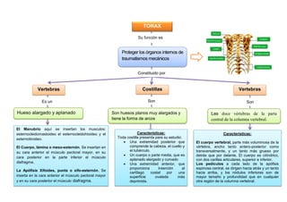 TORAX
Proteger los órganos internos de
traumatismos mecánicos
Hueso alargado y aplanado
El Manubrio aquí se insertan los musculos:
esternocleidomastoideo el esternocleidohioideo y el
esternotiroideo.
El Cuerpo, lámina o meso-esternón. Se insertan en
su cara anterior el músculo pectoral mayor, en su
cara posterior en la parte inferior el músculo
diafragma.
La Apófisis Xifoides, punta o xifo-esternón. Se
inserta en la cara anterior el músculo pectoral mayor
y en su cara posterior el músculo diafragma.
Costillas
Son huesos planos muy alargados y
tiene la forma de arcos
Características:
Toda costilla presenta para su estudio:
 Una extremidad posterior que
comprende la cabeza, el cuello y
el tubérculo.
 Un cuerpo o parte media, que es
aplanado alargado y curvado
 Una extremidad anterior, que
proporciona inserción al
cartílago costal por una
superficie ovalada más
deprimida.
Vertebras
torácicas
Las doce vértebras de la parte
central de la columna vertebral.
Características:
El cuerpo vertebral, parte más voluminosa de la
vértebra, ancho tanto antero-posterior como
transversalmente, y un tanto más grueso por
detrás que por delante. El cuerpo es cilíndrico,
con dos carillas articulares, superior e inferior.
Los pedículos a cada lado de la apófisis
espinosa central, se dirigen hacia atrás y un tanto
hacia arriba, y los nódulos inferiores son de
mayor tamaño y profundidad que en cualquier
otra región de la columna vertebral.
Su función es
Vertebras
torácicas
Constituido por
Es un Son Son
 