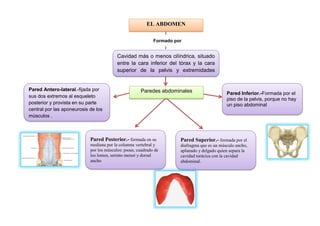 EL ABDOMEN
Cavidad más o menos cilíndrica, situado
entre la cara inferior del tórax y la cara
superior de la pelvis y extremidades
inferiores
Paredes abdominalesPared Antero-lateral.-fijada por
sus dos extremos al esqueleto
posterior y provista en su parte
central por las aponeurosis de los
músculos .
Pared Posterior.- formada en su
mediana por la columna vertebral y
por los músculos: psoas, cuadrado de
los lomos, serrato menor y dorsal
ancho
Pared Superior.- formada por el
diafragma que es un músculo ancho,
aplanado y delgado quien separa la
cavidad torácica con la cavidad
abdominal.
Pared Inferior.-Formada por el
piso de la pelvis, porque no hay
un piso abdominal
Formado por
 