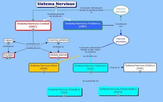 Mapa sistema nervioso