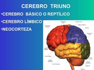 CEREBRO  TRIUNO CEREBRO  BÁSICO O REPTÍLICO CEREBRO LÍMBICO NEOCORTEZA 