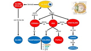 GLOBO
OCULAR

llamado

EL OJO

parte
externa

partes

con forma de
CÓRNEA

es

detrás
de

de

IRIS

detrás
de

orificio

CRISTALINO

es una

LENTE
GLOBO

TRASPARENTE COLORES

PUPILA
forma

marrón
verde
azul
gris

LENTEJA

 