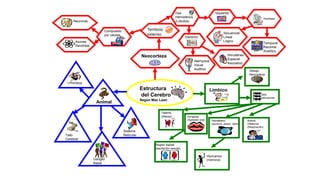 Dos
Hemisferios
(Lóbulos)

Neuronas

Territorio
extenso

Compuesto
por células

Izquierdo
Hardware

Secuencial
Lineal
Lógico

Derecho

Axones
Dendritas

Temporal
Racional
Analítico

Simultáneo
Espacial
Asociativo

Neocorteza
Atemporal
Visual
Auditivo

Debajo
Neocorteza

I.Primitiva

Estructura
del Cerebro

Límbico
Seis
estructuras

Según Mac Lean

Animal

Tálamo
(Afecto)

Amígdala
(Agresión oral)

Hipotálamo
(química, placer, dolor)

Sistema
Reticular

Tallo
Cerebral

Región Septal
(excitación sexual)

Ganglio
Basal

Hipocampo
(memoria)

Bulbos
Olfatorios
(Respiración)

 
