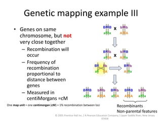 © 2005 Prentice Hall Inc. / A Pearson Education Company / Upper Saddle River, New Jersey
07458
Genetic mapping example III
• Genes on same
chromosome, but not
very close together
– Recombination will
occur
– Frequency of
recombination
proportional to
distance between
genes
– Measured in
centiMorgans =cM
Recombinants
Non-parental features
One map unit = one centimorgan (cM) = 1% recombination between loci
 