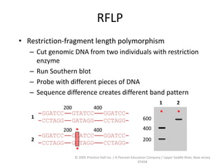 © 2005 Prentice Hall Inc. / A Pearson Education Company / Upper Saddle River, New Jersey
07458
RFLP
• Restriction-fragment length polymorphism
– Cut genomic DNA from two individuals with restriction
enzyme
– Run Southern blot
– Probe with different pieces of DNA
– Sequence difference creates different band pattern
GGATCC
CCTAGG
GTATCC
GATAGG
GGATCC
CCTAGG
200 400
GGATCC
CCTAGG
GCATCC
GGTAGG
GGATCC
CCTAGG
200 400*
*
200
400
600
1 2
**
2
1
 