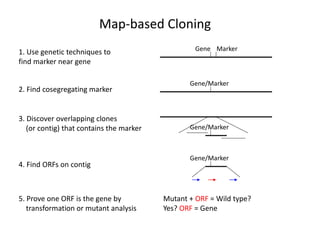 Map-based Cloning
1. Use genetic techniques to
find marker near gene
Gene Marker
2. Find cosegregating marker
Gene/Marker
3. Discover overlapping clones
(or contig) that contains the marker Gene/Marker
4. Find ORFs on contig
Gene/Marker
5. Prove one ORF is the gene by
transformation or mutant analysis
Mutant + ORF = Wild type?
Yes? ORF = Gene
 