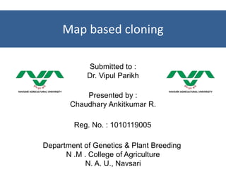 Map based cloning
Presented by :
Chaudhary Ankitkumar R.
Submitted to :
Dr. Vipul Parikh
Department of Genetics & Plant Breeding
N .M . College of Agriculture
N. A. U., Navsari
Reg. No. : 1010119005
 