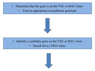 • Determine that the gene is on the YAC or BAC clone
• Find an appropriate recombinant genotype
• Identify a candidate gene on the YAC or BAC clone
• Search for a c DNA clone
 