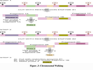Figure .3: Chromosomal Walking
 