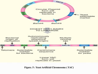Figure. 5 : Yeast Artificial Chromosome ( YAC)
 
