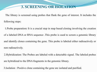 3. SCREENING OR ISOLATION
The library is screened using probes that flank the gene of interest. It includes the
following steps:
1.Probe preparation: It is a crucial step in map based cloning involving the creation
of a labeled DNA or RNA sequence .This probe is used to screen a genomic library
and identify clones containing the gene. This probe is labeled either radioactively or
non radioactively.
2.Hybridization: The Probes are labeled with a detectable signal. The labeled probes
are hybridized to the DNA fragments in the genomic library.
3.Isolation : Positive clone containing the gene are isolated and purified.
 