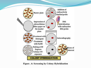 Figure . 6: Screening by Colony Hybridization
 