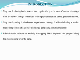 INTRODUCTION
 Map based cloning is the process to recognize the genetic basis of mutant phenotype
with the help of linkage to markers whose physical location of the genome is known.
 Map based cloning is also known as positional cloning. Positional cloning is used to
locate the position of a disease associated gene along the chromosomes.
 It involves the isolation of partially overlapping DNA segments that progress along
the chromosome toward a gene.
 