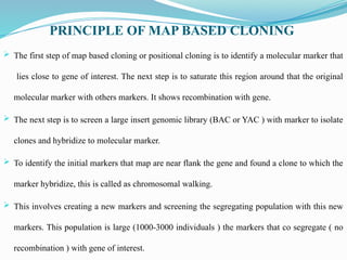 PRINCIPLE OF MAP BASED CLONING
 The first step of map based cloning or positional cloning is to identify a molecular marker that
lies close to gene of interest. The next step is to saturate this region around that the original
molecular marker with others markers. It shows recombination with gene.
 The next step is to screen a large insert genomic library (BAC or YAC ) with marker to isolate
clones and hybridize to molecular marker.
 To identify the initial markers that map are near flank the gene and found a clone to which the
marker hybridize, this is called as chromosomal walking.
 This involves creating a new markers and screening the segregating population with this new
markers. This population is large (1000-3000 individuals ) the markers that co segregate ( no
recombination ) with gene of interest.
 