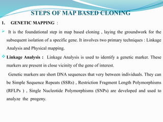 STEPS OF MAP BASED CLONING
1. GENETIC MAPPING :
 It is the foundational step in map based cloning , laying the groundwork for the
subsequent isolation of a specific gene. It involves two primary techniques : Linkage
Analysis and Physical mapping.
 Linkage Analysis : Linkage Analysis is used to identify a genetic marker. These
markers are present in close vicinity of the gene of interest.
Genetic markers are short DNA sequences that very between individuals. They can
be Simple Sequence Repeats (SSRs) , Restriction Fragment Length Polymorphisms
(RFLPs ) , Single Nucleotide Polymorphisms (SNPs) are developed and used to
analyze the progeny.
 