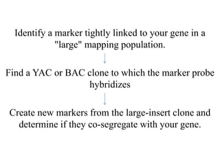 Map based cloning | PPTX