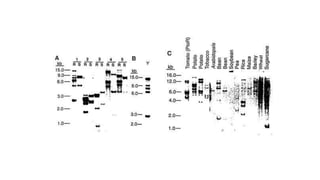 Map based gene cloning in plant.pptx