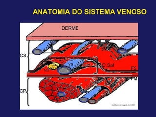 ANATOMIA DO SISTEMA VENOSO
 