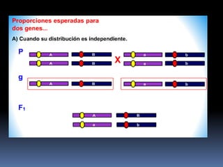 Mapeo génico en eucariontes | PPT