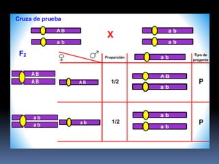 Mapeo génico en eucariontes | PPT
