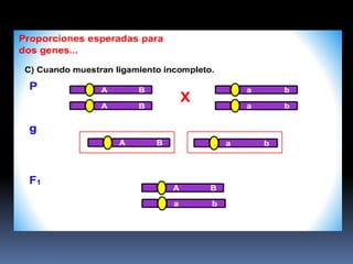 Mapeo génico en eucariontes | PPT
